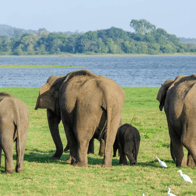 Lifetime Experience in Sri Lanka - Private Trip