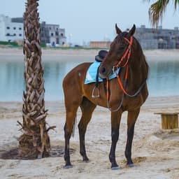 Beach Horse Riding Adventure - Beach Horse Riding Adventure